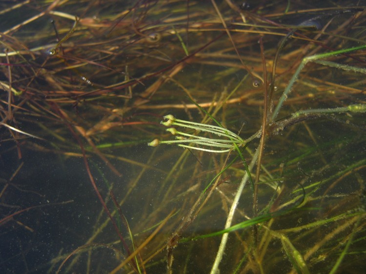 Ruppia maritima